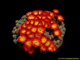 Sulcorebutia tarabucoensis v. aureiflora WR479 1112